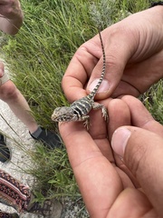 Crotaphytus collaris