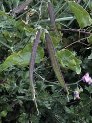 Lathyrus latifolius