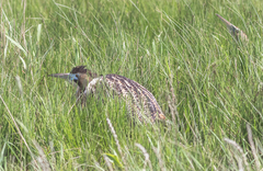 Botaurus stellaris