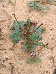Trachymene cyanopetala
