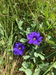 Gentiana dshimilensis