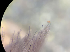 Stemonitis flavogenita