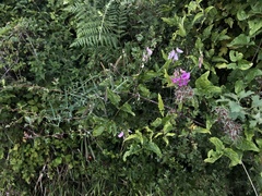Lathyrus latifolius