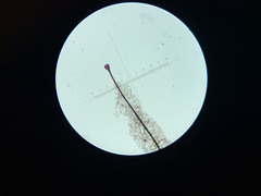 Stemonitis flavogenita