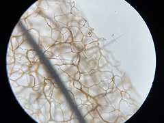 Stemonitis flavogenita