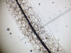 Stemonitis flavogenita