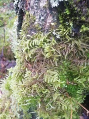 Pleurozium schreberi