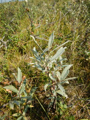 Salix lapponum
