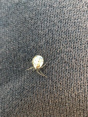 Hypsosinga albovittata