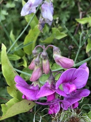 Lathyrus latifolius