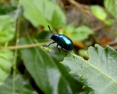 Platycorynus peregrinus