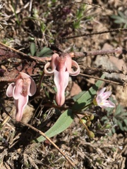 Dicentra uniflora