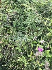 Lathyrus latifolius