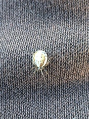 Hypsosinga albovittata