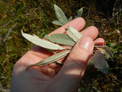 Salix lapponum