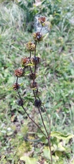 Phlomoides tuberosa