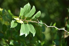 Paliurus spina-christi
