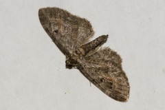 Eupithecia icterata