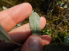 Salix lapponum