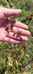 Phlomoides tuberosa
