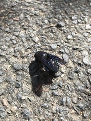 Xylocopa violacea