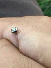 Hypsosinga albovittata