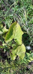 Phlomoides tuberosa