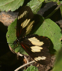 Acraea cabira
