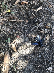 Xylocopa violacea