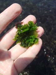 Ulva lactuca