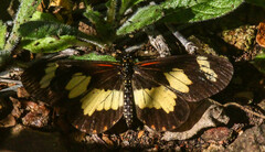 Acraea cabira