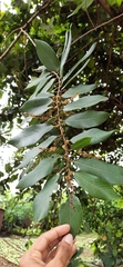 Bridelia retusa