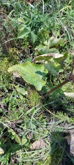 Phlomoides tuberosa