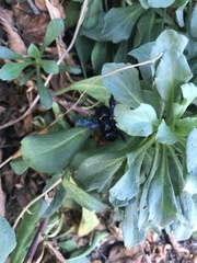 Xylocopa violacea