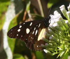 Amauris albimaculata