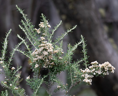 Ozothamnus secundiflorus