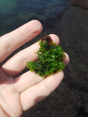 Ulva lactuca