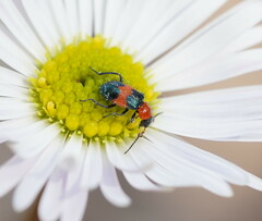 Dicranolaius cinctus