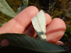 Salix lapponum