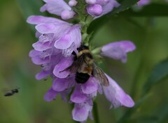 Bombus affinis