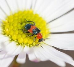 Dicranolaius cinctus