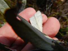 Salix lapponum