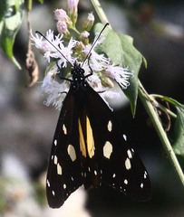 Amauris albimaculata