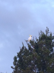 Cacatua galerita