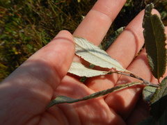 Salix lapponum