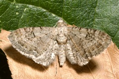 Eupithecia pauxillaria