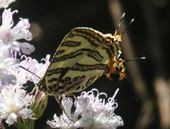 Cigaritis natalensis