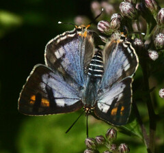 Cigaritis natalensis