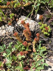 Sedum tenellum