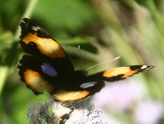 Junonia hierta cebrene